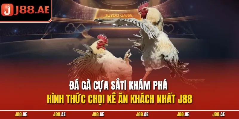 Đá gà cựa sắt