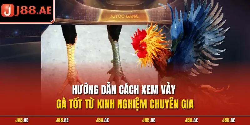 Hướng dẫn cách xem vảy gà tốt từ kinh nghiệm chuyên gia